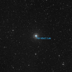 DSS image of Terebellum