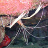 Diving